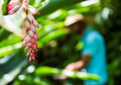 L'atouma la star de la pharmacopée des Antilles